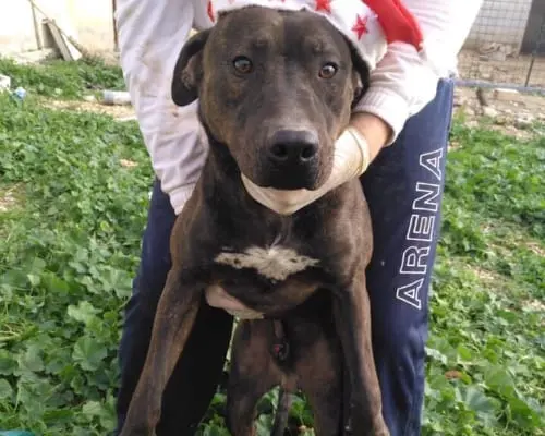 Foto 3 dell'animale