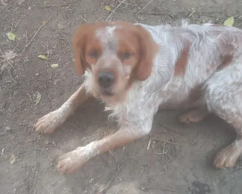 Adozione cane, maschio, Razza sconosciuta, 6 anni e 9 mesi, taglia media contenuta, Reggio