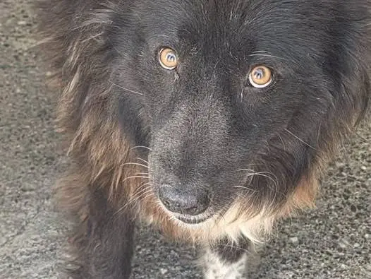 Adozione cane, femmina, Razza sconosciuta Razza sconosciuta, 8 anni e 9 mesi, taglia media, Crotone