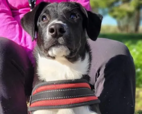 Adozione cane, maschio, meticcio, 4 anni e 2 mesi, taglia piccola, Taranto