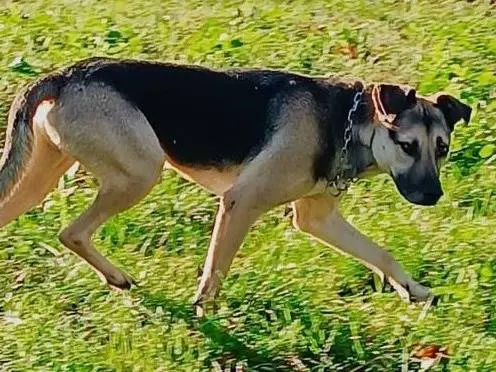 Vuoi adottare un cane a Brescia?