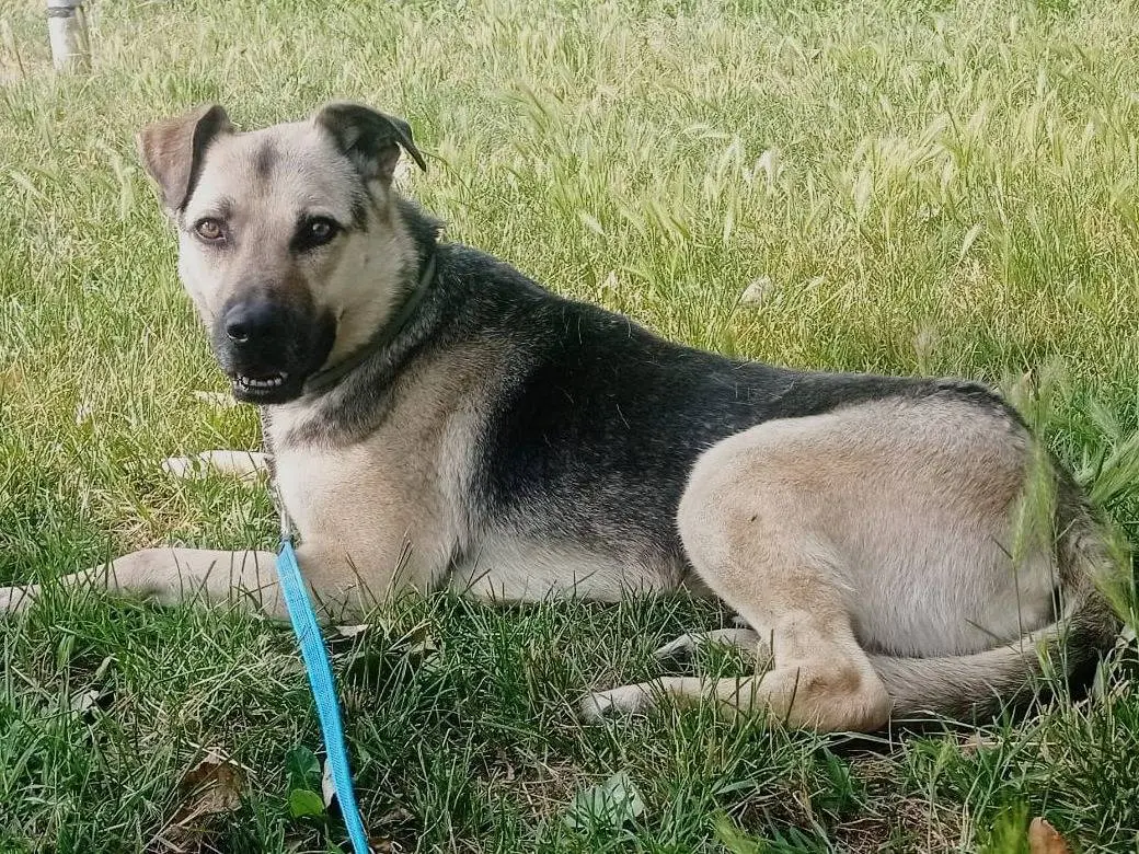 Adotta un cane, maschio, 7 anni e 4 mesi, Brescia