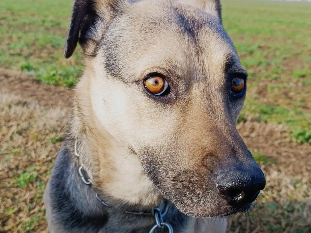 Adotta un cane, taglia media, maschio, Brescia