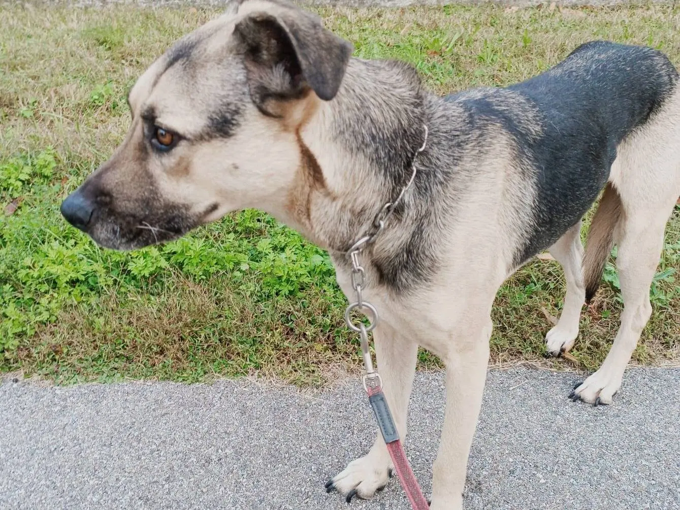 Adotta il cane Tango a Brescia