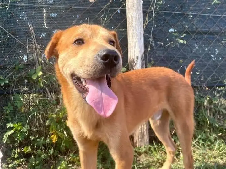 Adotta il cane LARS a Latina