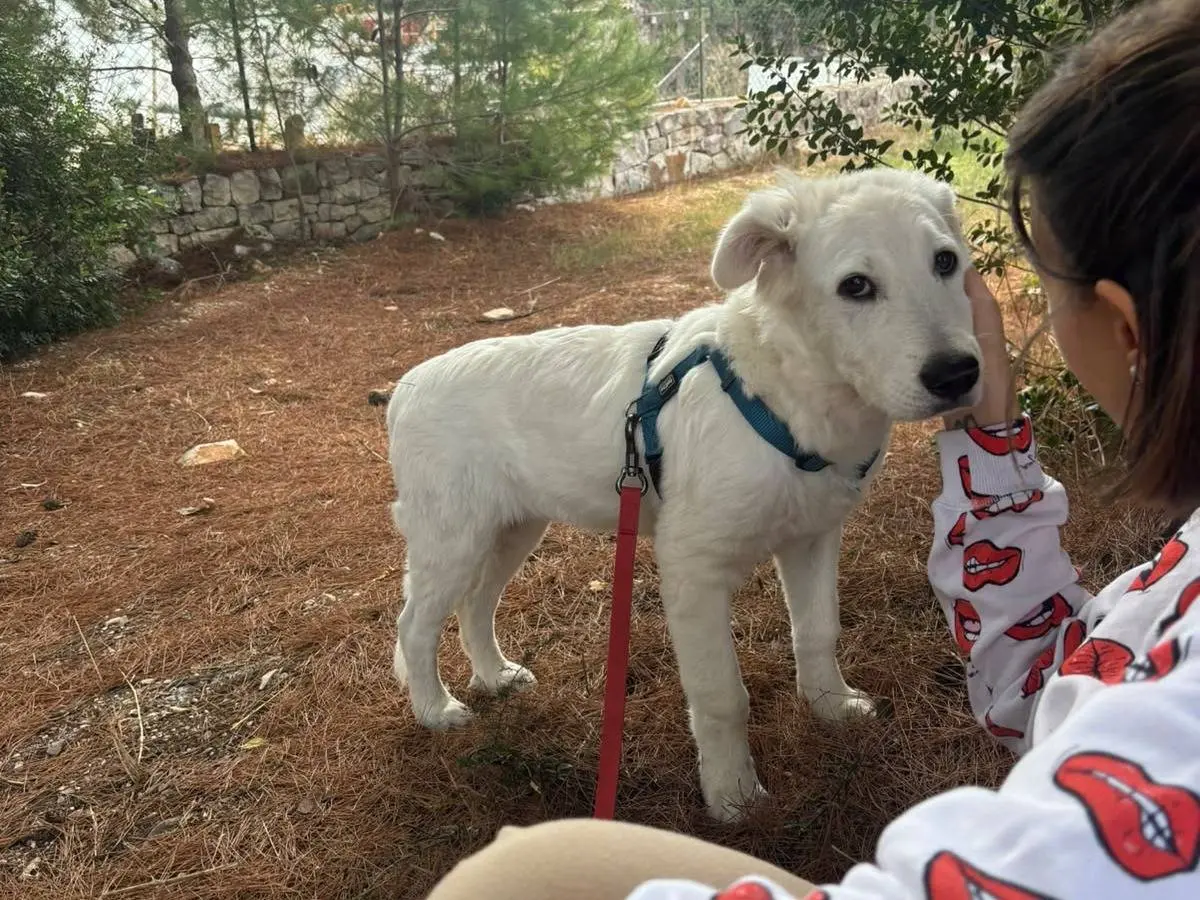 Vuoi adottare un cane a Bari?