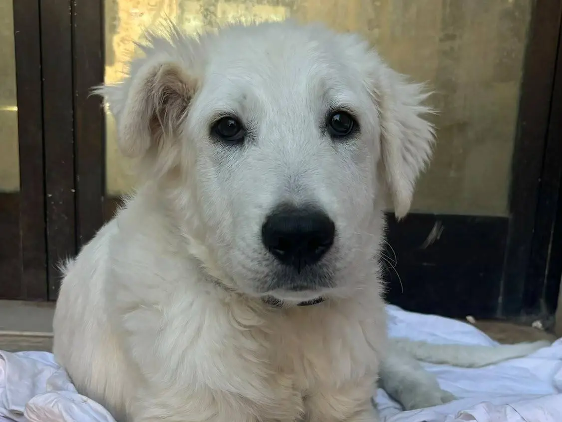 Adotta un cane, maschio, 4 mesi, Bari