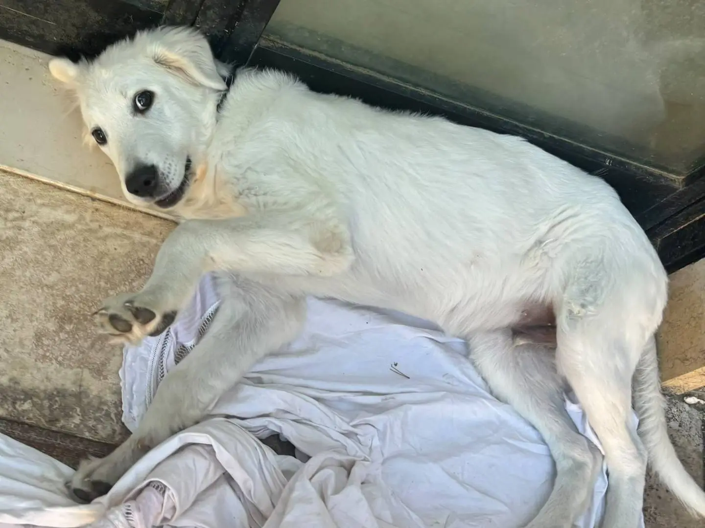 Adotta un cane, taglia gigante, maschio, Bari