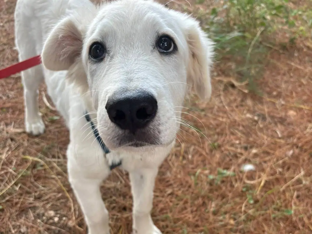 Adotta il cane Mike a Bari