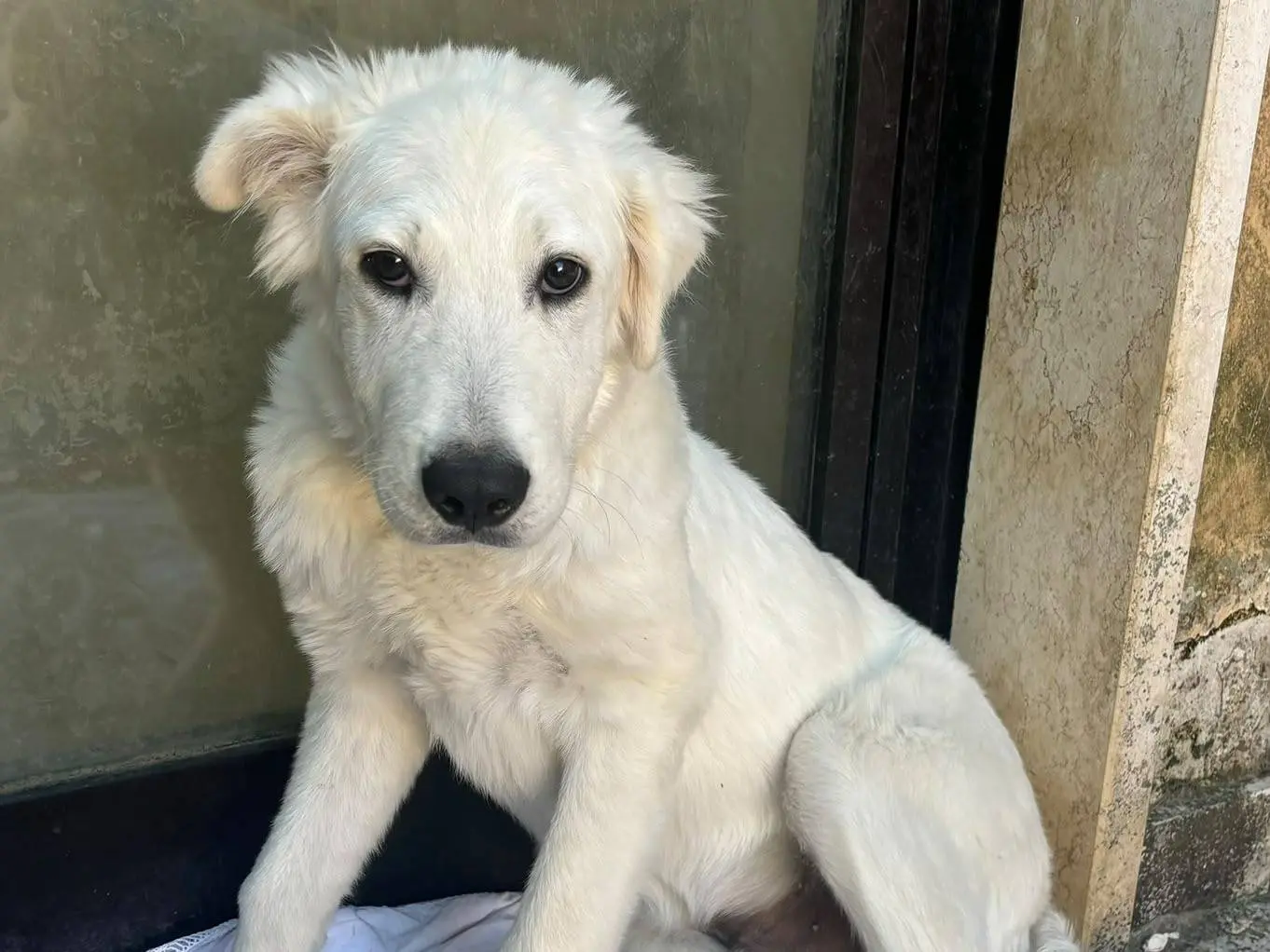 Adozione cane, maschio, Pastore maremmano Razza sconosciuta, 4 mesi, taglia gigante, Bari