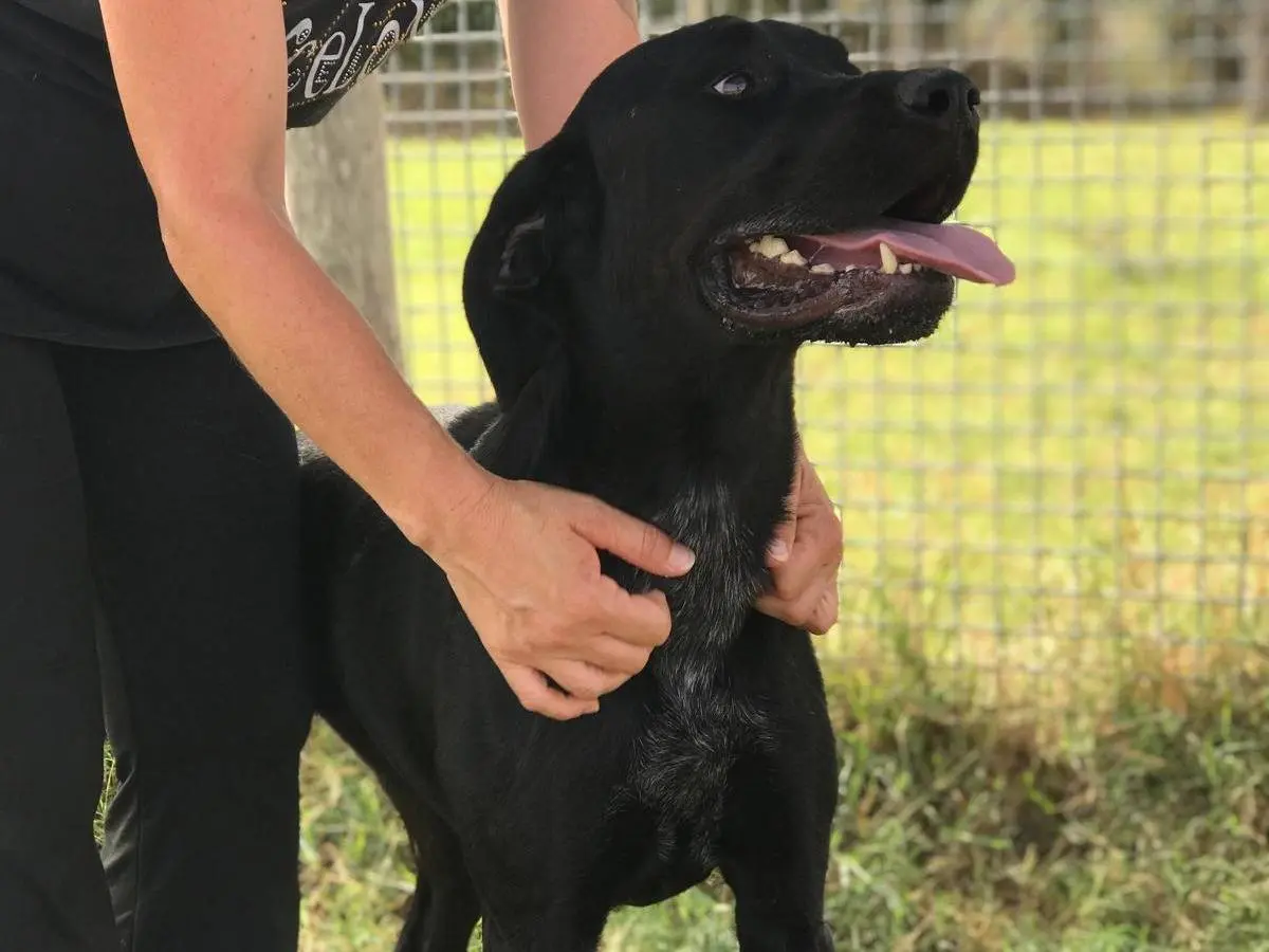 Adotta un cane, maschio, 4 anni e 9 mesi, Latina