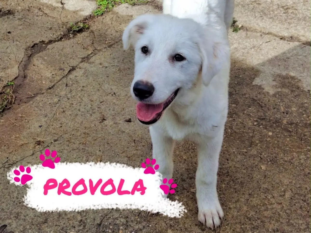 Adozione cane, femmina, Razza sconosciuta Razza sconosciuta, 4 mesi, taglia media, Crotone