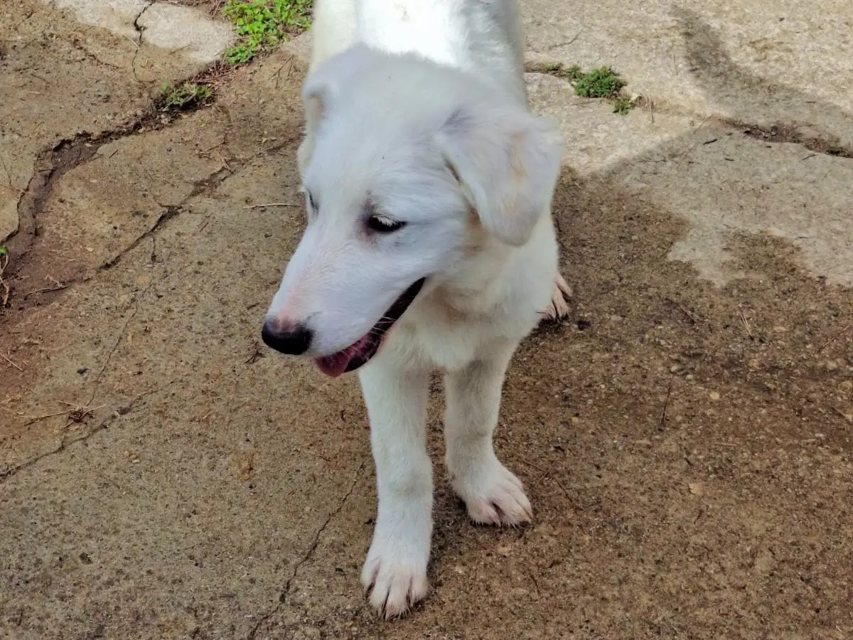 Vuoi adottare un cane a Crotone?