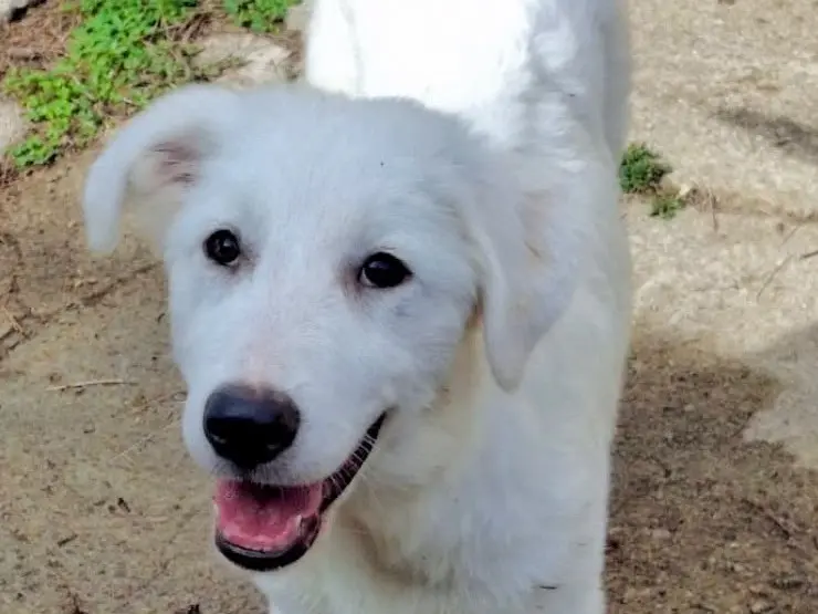 Adotta un cane, femmina, 4 mesi, Crotone