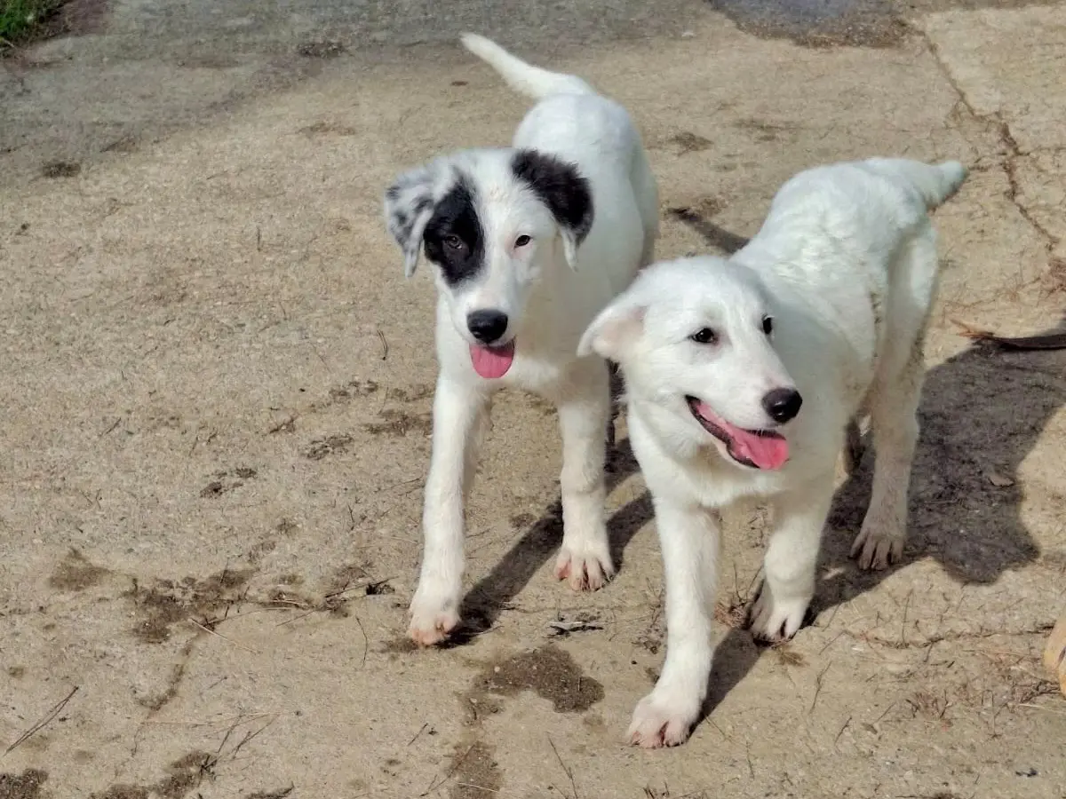 Adotta un cane, taglia media, femmina, Crotone