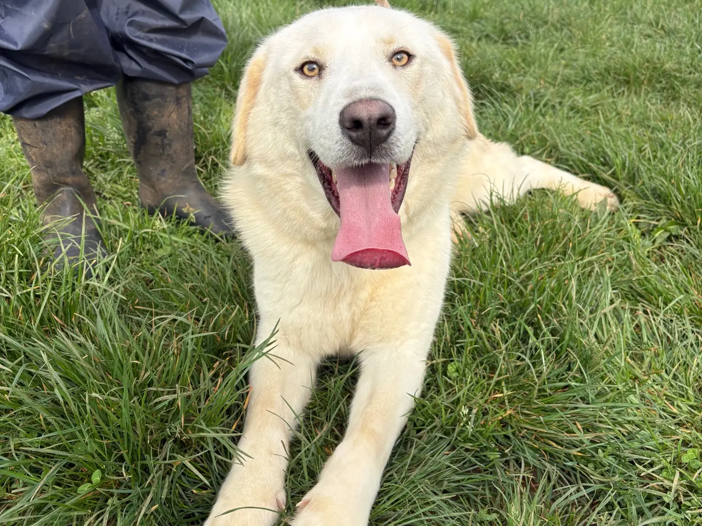 Adozione cane, maschio, Razza sconosciuta Razza sconosciuta, 2 anni, taglia media, Frosinone