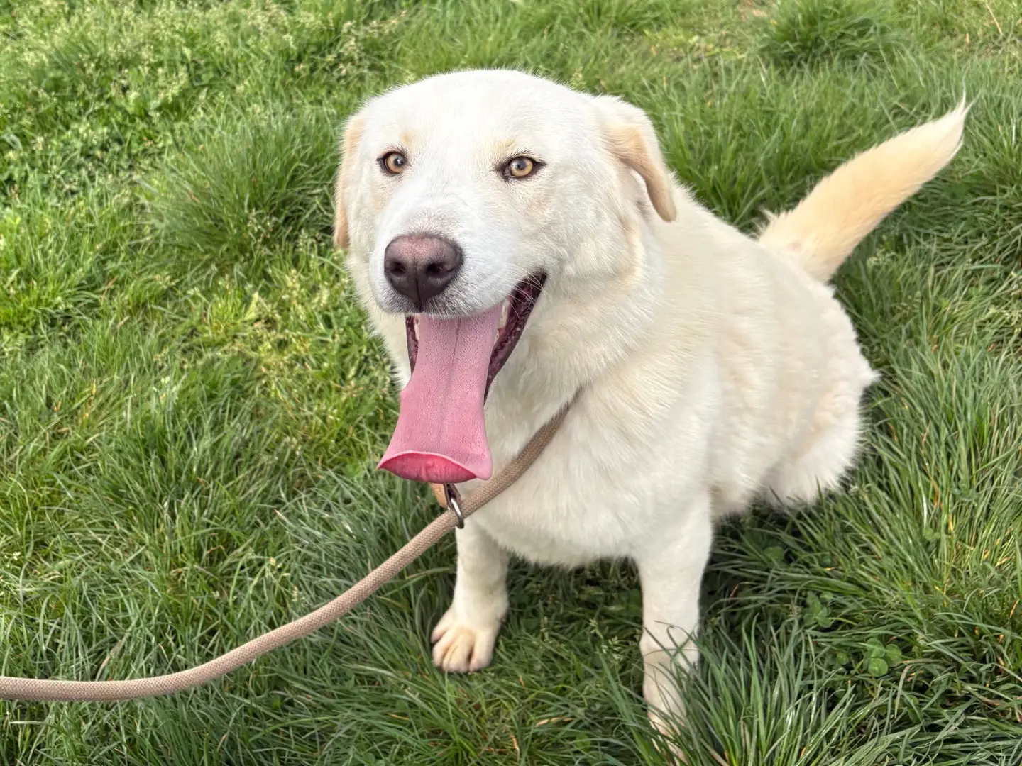 Adotta un cane, maschio, 2 anni, Frosinone
