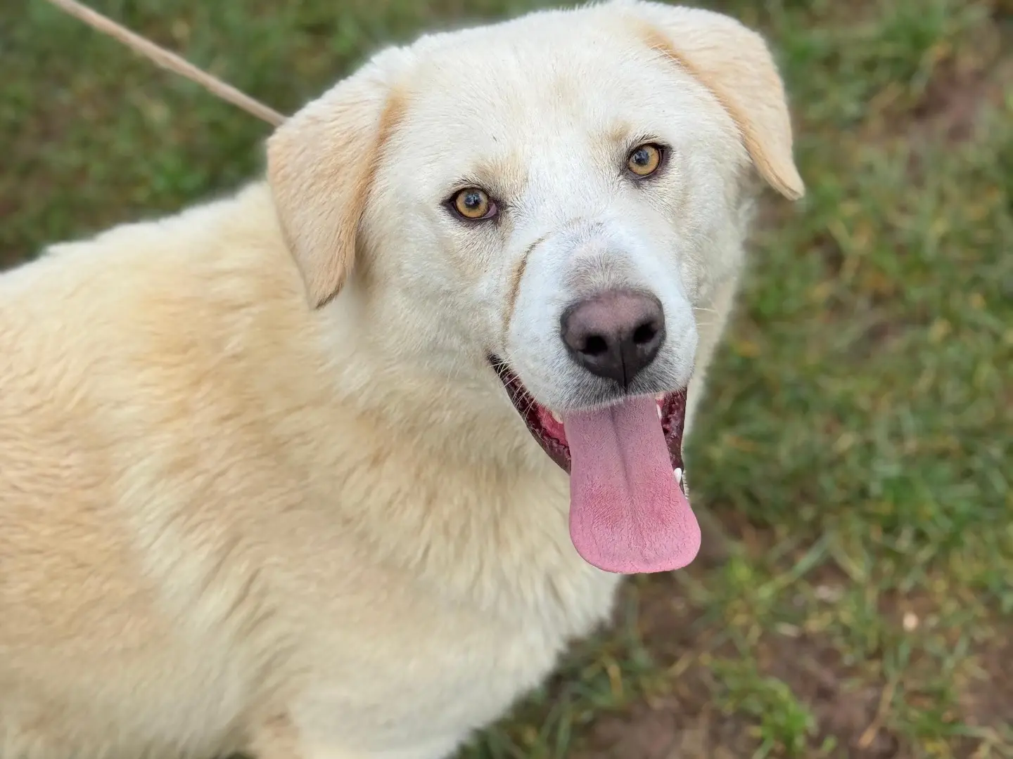 Vuoi adottare un cane a Frosinone?