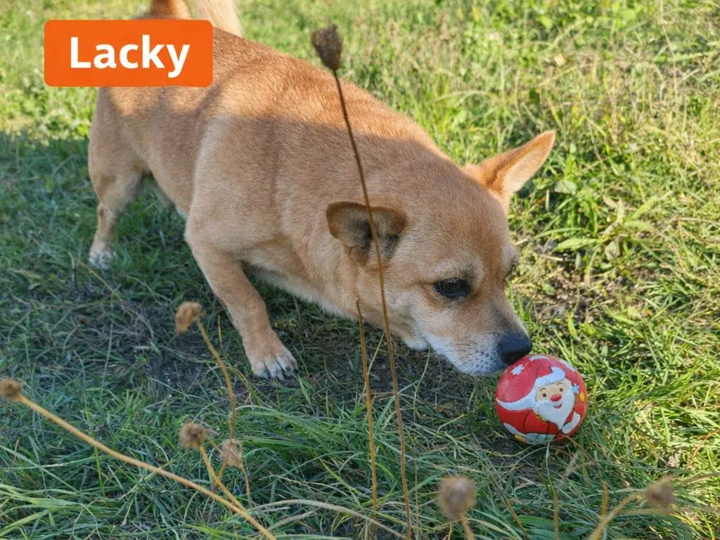 Adotta un cane, taglia piccola, maschio, Avellino