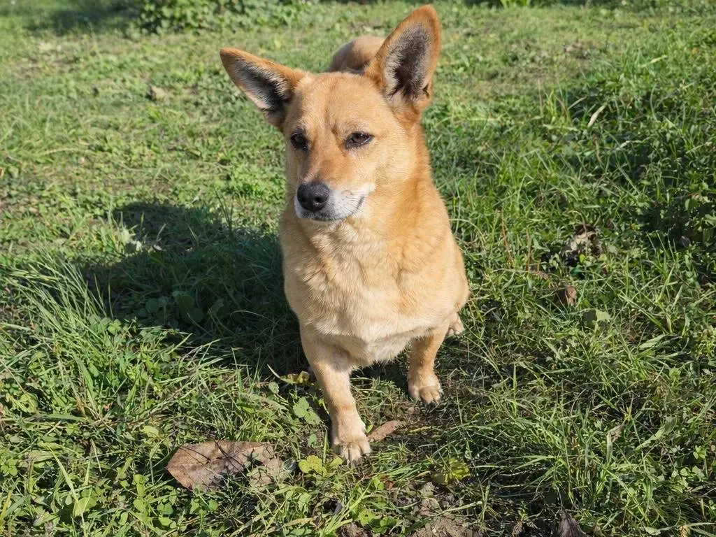 Adotta un cane, maschio, 8 anni e 5 mesi, Avellino