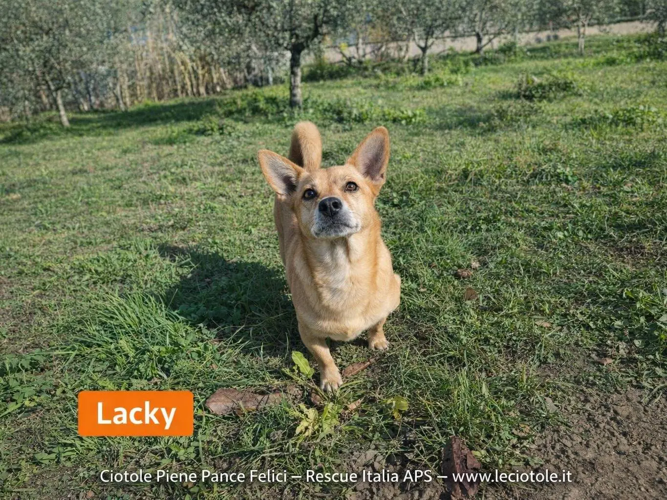 Adozione cane, maschio, Razza sconosciuta Razza sconosciuta, 8 anni e 5 mesi, taglia piccola, Avellino