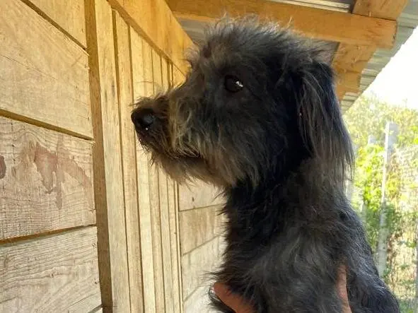 Vuoi adottare un cane a Udine?