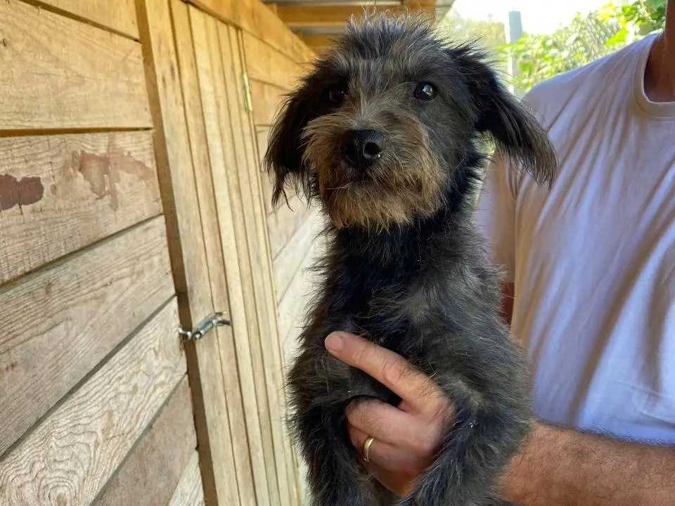 Adotta un cane, femmina, 2 anni e 2 mesi, Udine