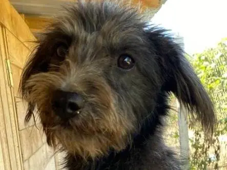 Adozione cane, femmina, Razza sconosciuta Razza sconosciuta, 2 anni e 2 mesi, taglia piccola, Udine