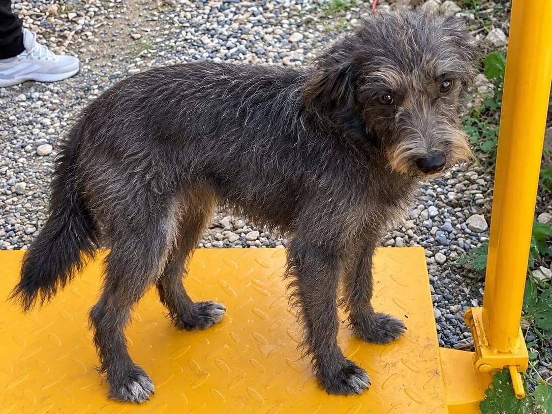 Adotta un cane, taglia piccola, femmina, Udine