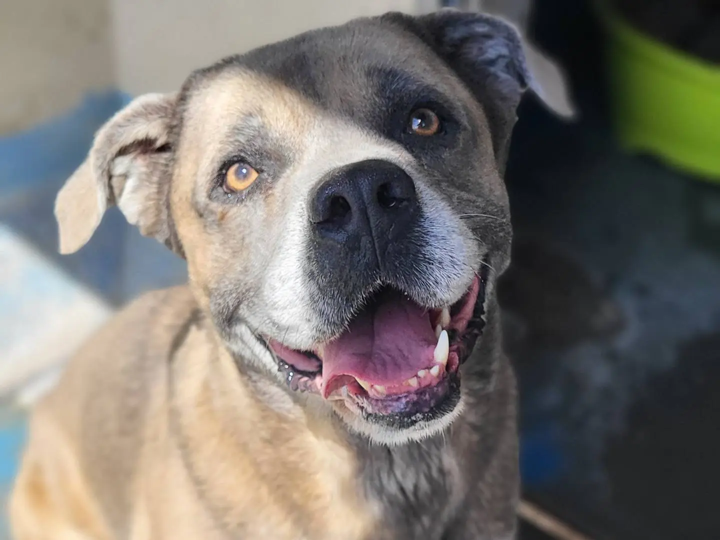 Adozione cane, maschio, Corso Razza sconosciuta, 6 anni e 2 mesi, taglia gigante, Roma