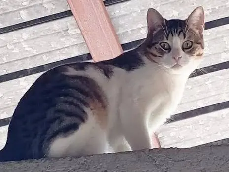 Adozione gatto, maschio, Razza sconosciuta Razza sconosciuta, 1 anno e 5 mesi, taglia non valida, Torino