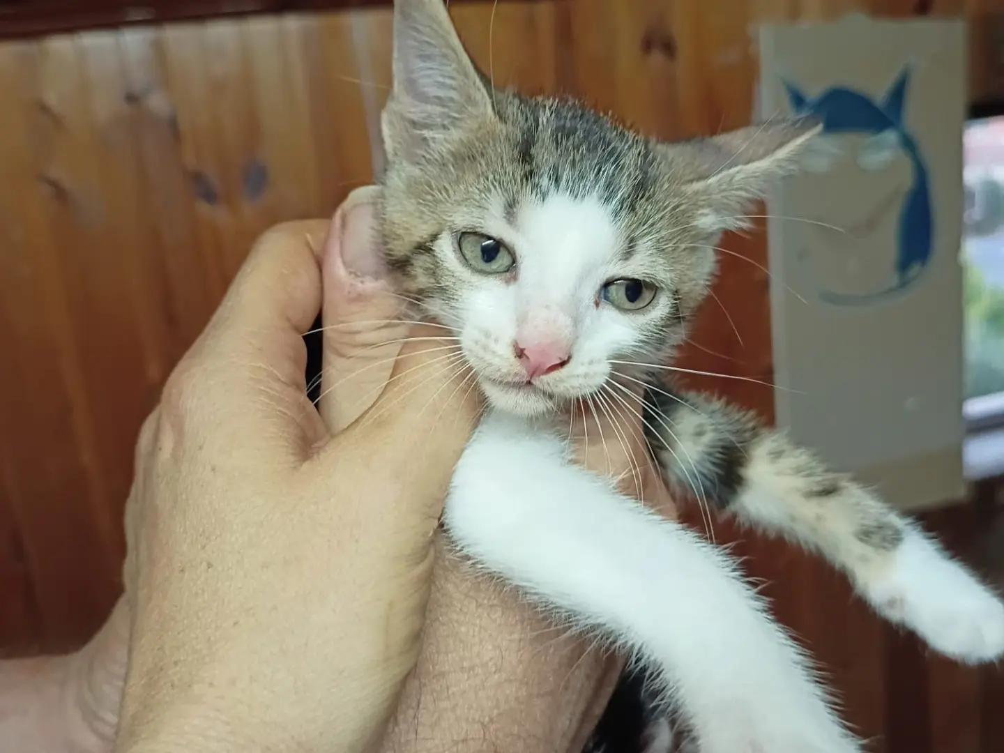 Adozione gatto, maschio, Razza sconosciuta Razza sconosciuta, 3 mesi, taglia non valida, Vibo