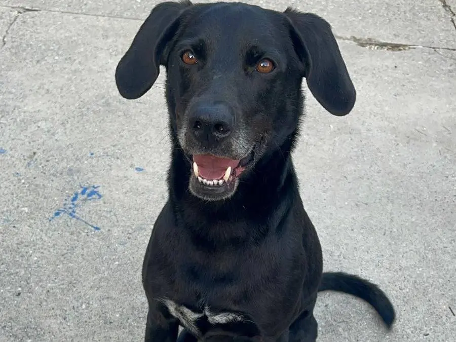 Adotta il cane Argos a Milano