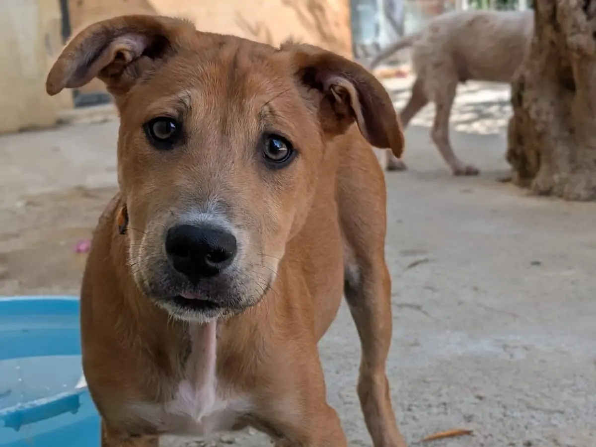 Adozione cane, maschio, Razza sconosciuta Razza sconosciuta, 9 mesi, taglia media contenuta, Trapani