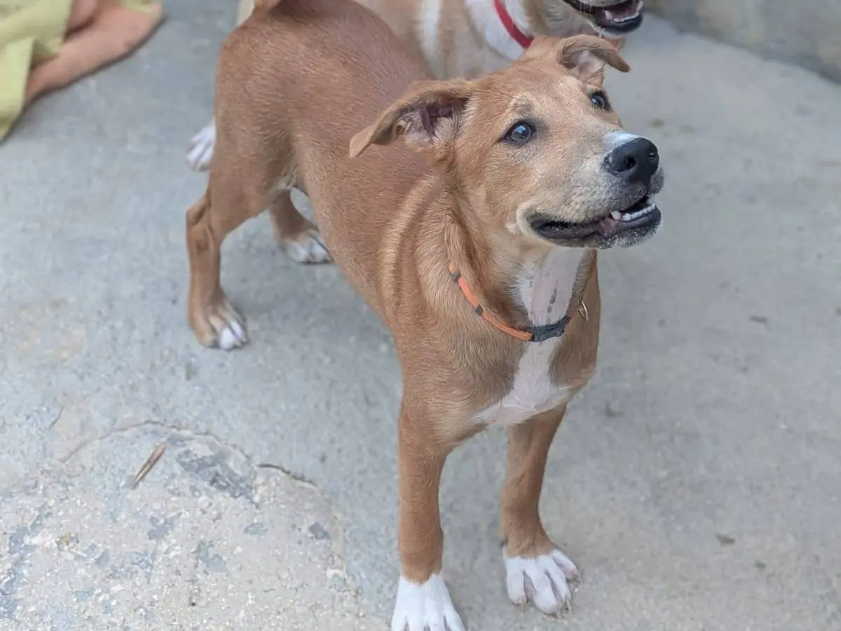Adotta un cane, taglia media contenuta, maschio, Trapani