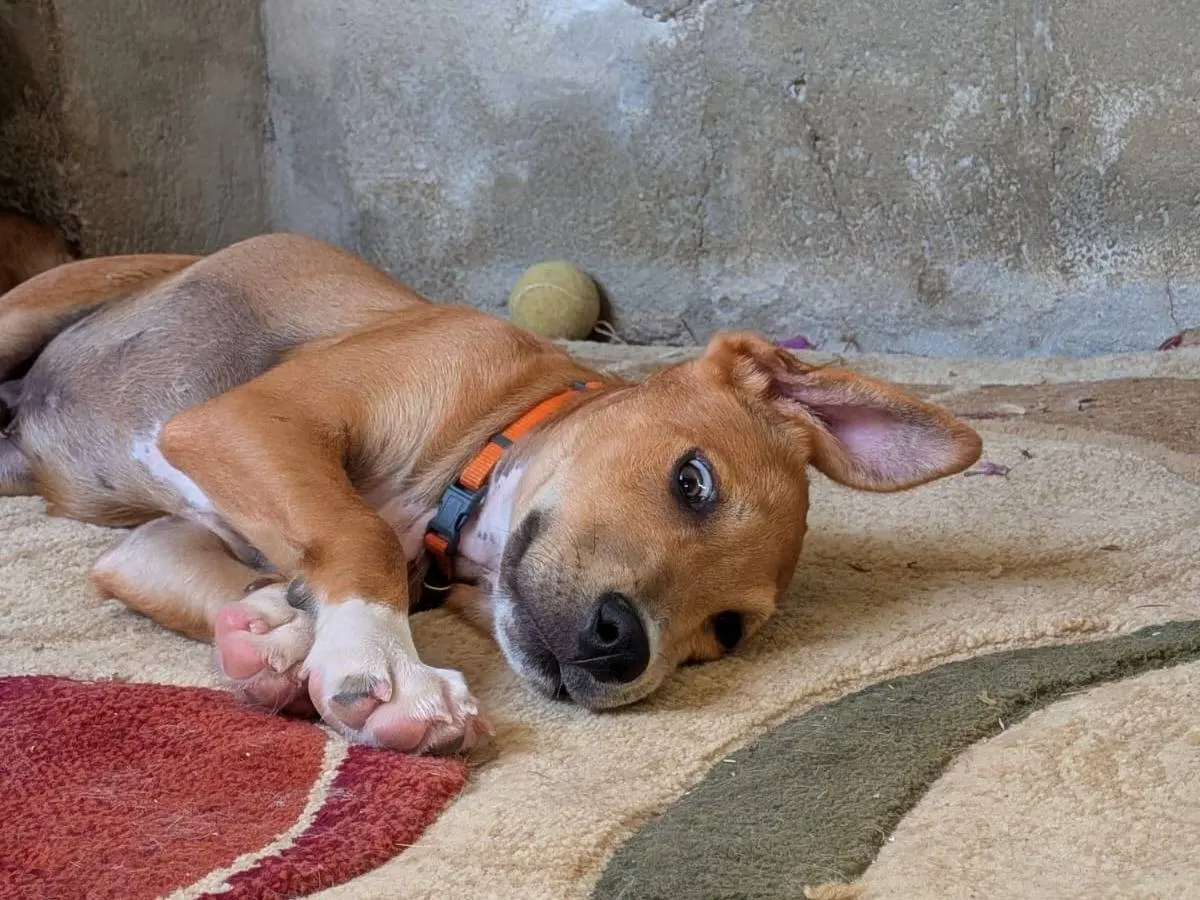 Vuoi adottare un cane a Trapani?