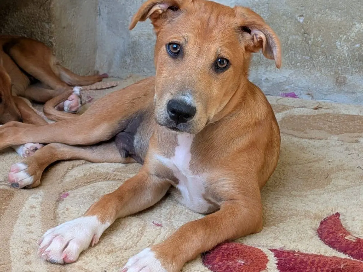 Adotta un cane, maschio, 9 mesi, Trapani