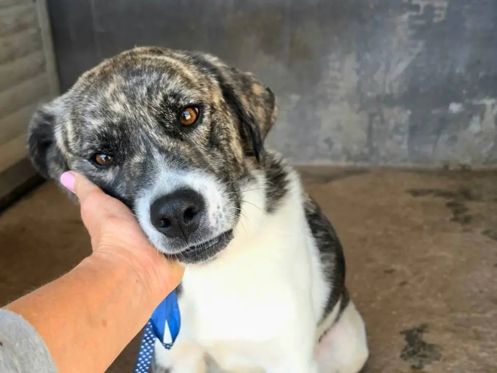 Adozione cane, maschio, Razza sconosciuta Razza sconosciuta, 2 anni e 7 mesi, taglia media, Taranto