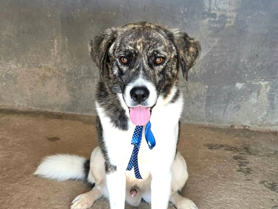 Adotta un cane, maschio, 2 anni e 7 mesi, Taranto