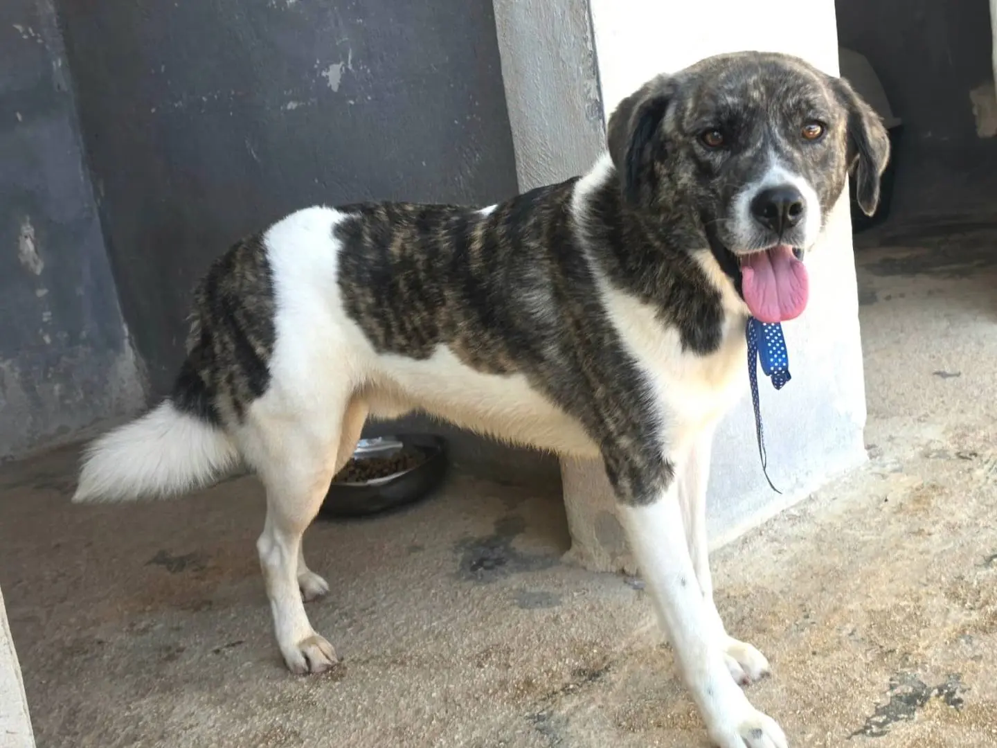 Adotta un cane, taglia media, maschio, Taranto