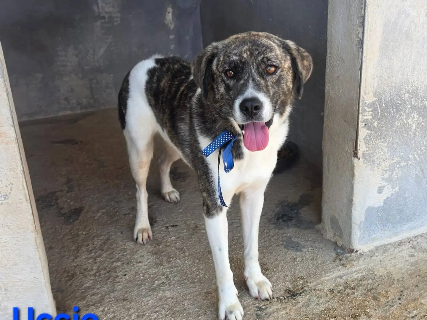 Vuoi adottare un cane a Taranto?