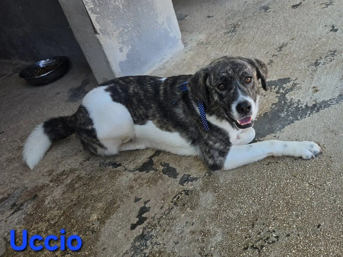 Adotta il cane Uccio a Taranto