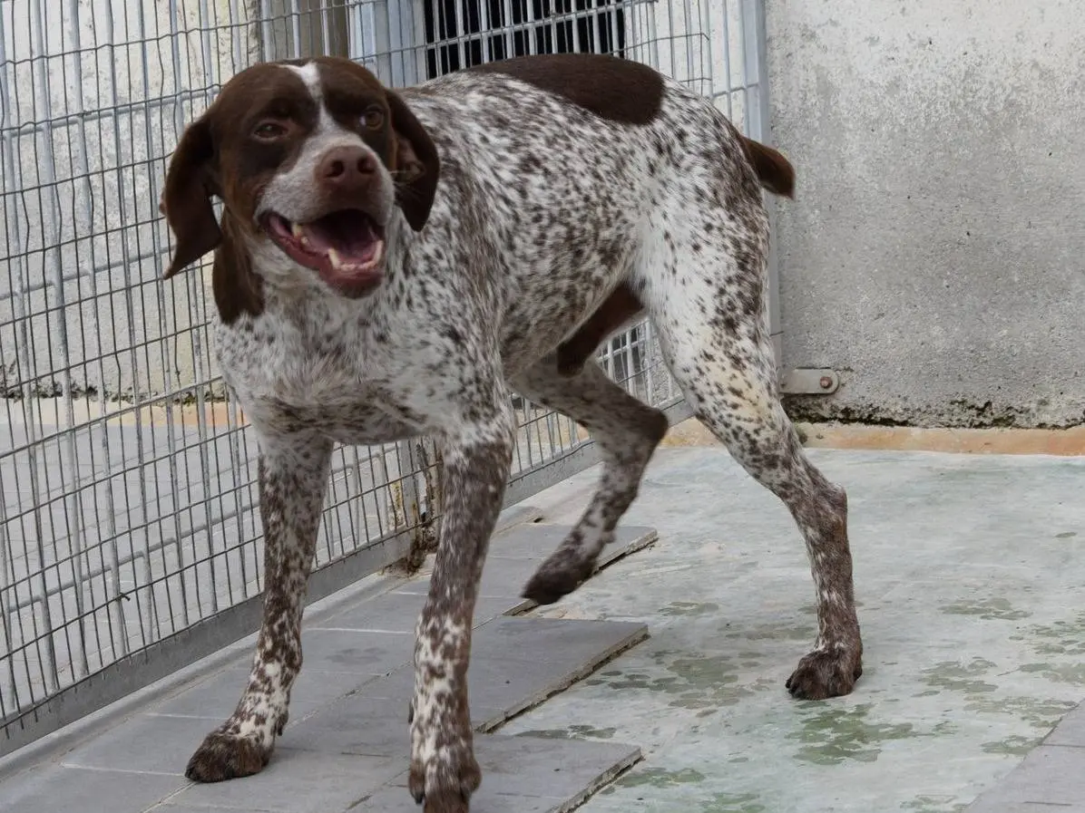 Adozione cane, maschio, Razza sconosciuta Razza sconosciuta, 5 anni e 5 mesi, taglia media, Chieti