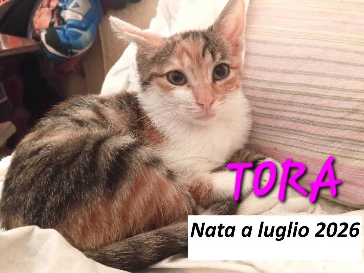 Adozione gatto, femmina, Razza sconosciuta Razza sconosciuta, 3 mesi, taglia non valida, Monza