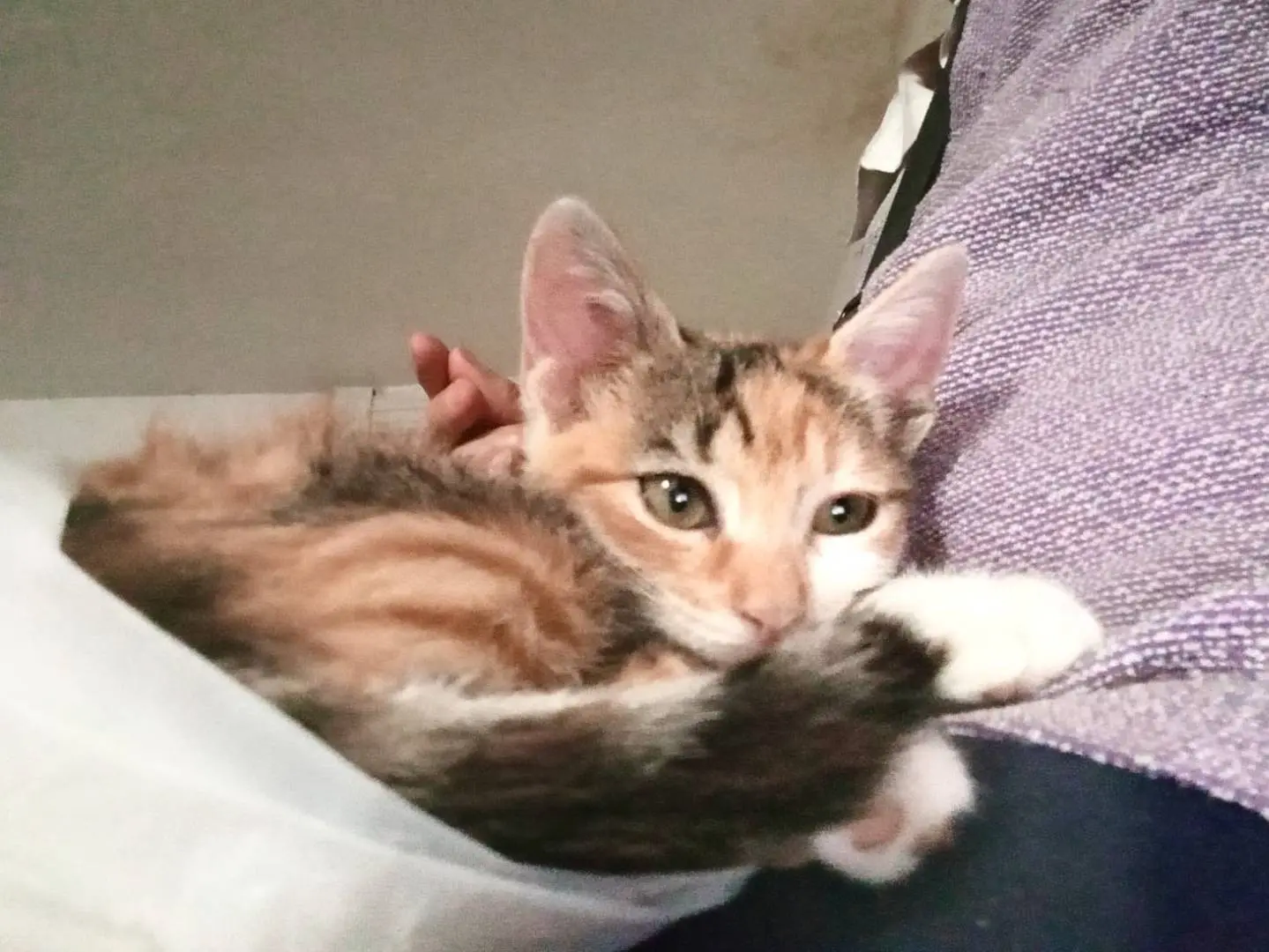 Adotta un gatto, femmina, 3 mesi, Monza