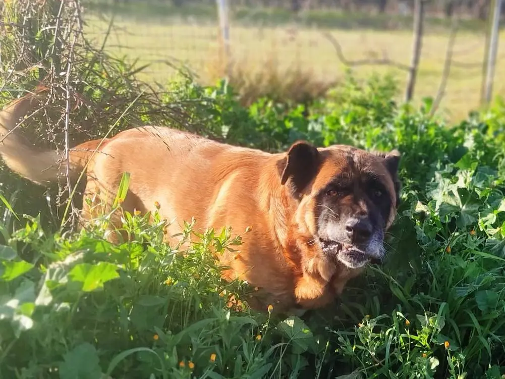 Adotta un cane, taglia gigante, maschio, Mantova