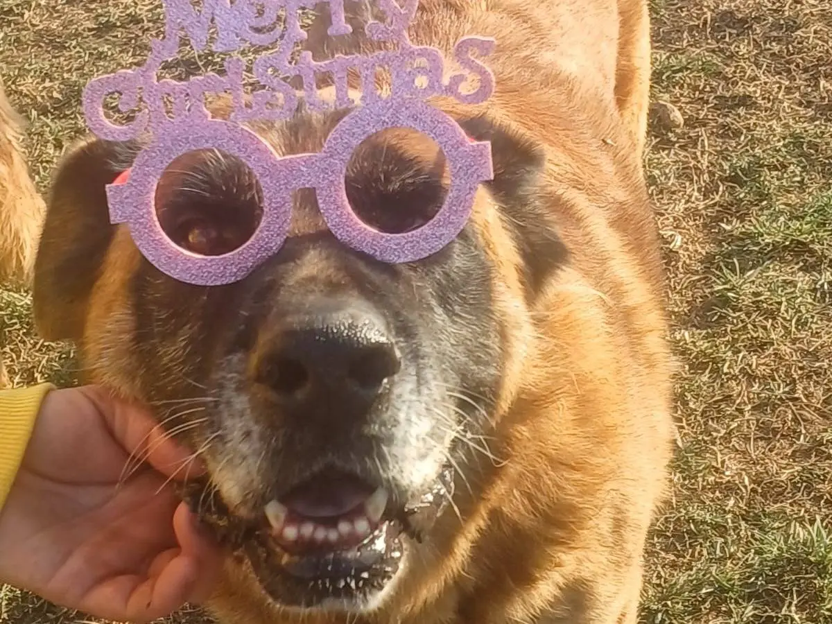Adotta il cane Tyson a Mantova