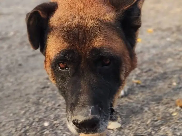Adozione cane, maschio, Razza sconosciuta Razza sconosciuta, 12 anni e 9 mesi, taglia gigante, Mantova