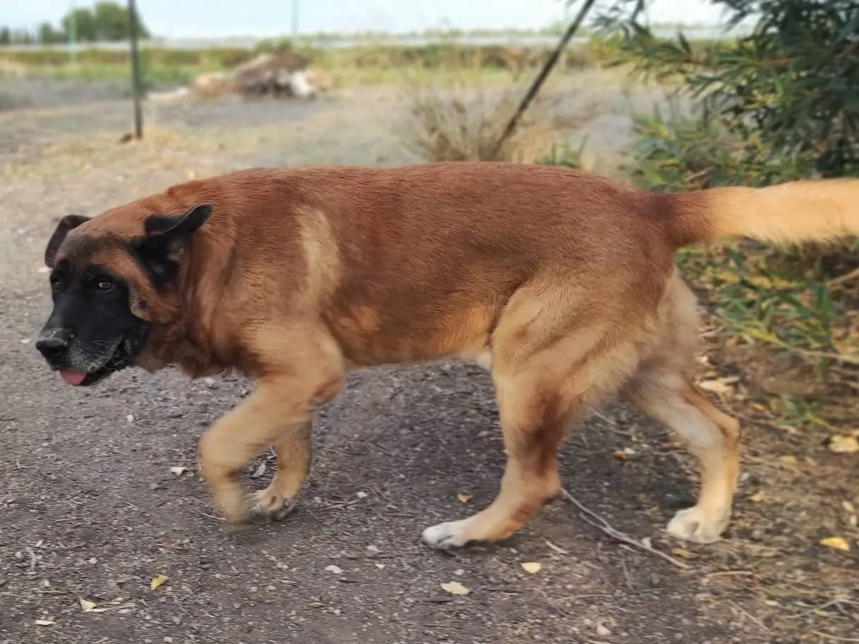 Vuoi adottare un cane a Mantova?