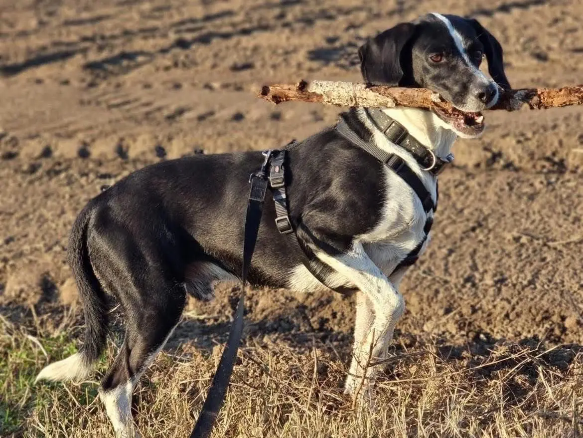 Vuoi adottare un cane a Bergamo?